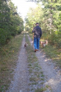 A stroll in the woods