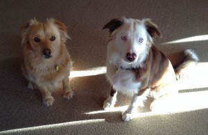 Our dogs, maggie and sarah